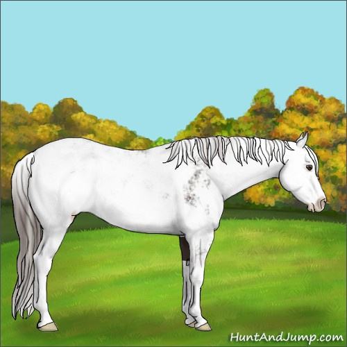 Horse Color:Liver Chestnut Sabino 