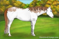 Horse Color:Chestnut Ice Sabino Splash