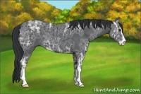 Horse Color:Black Ice Sabino