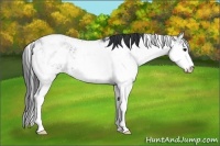 Horse Color:Black Ice Sabino