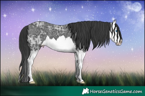 Horse Color:Black Ice Sabino Splash 