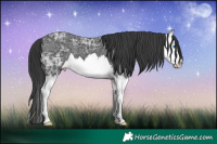 Horse Color:Black Ice Sabino Splash