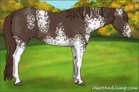 Horse Color:White Spotted Liver Chestnut