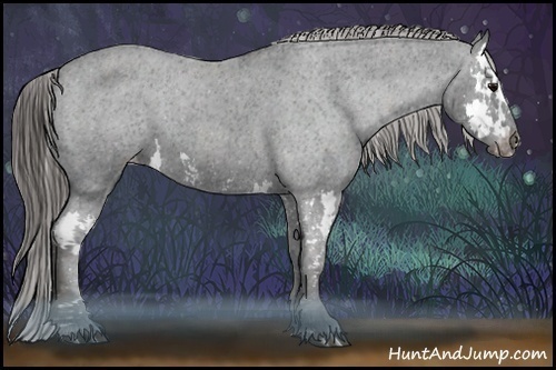 Horse Color:Black Splash Appaloosa  Brindle