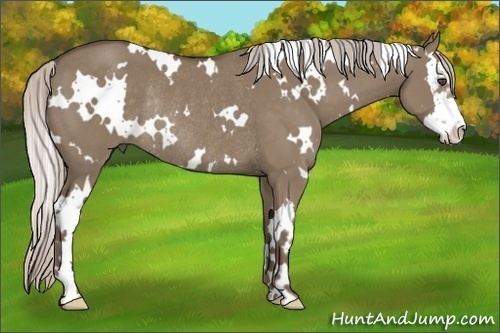 Horse Color:White Spotted Silver Grullo Splash Frame Rabicano 