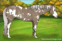 Horse Color:White Spotted Silver Grullo Splash Frame Rabicano