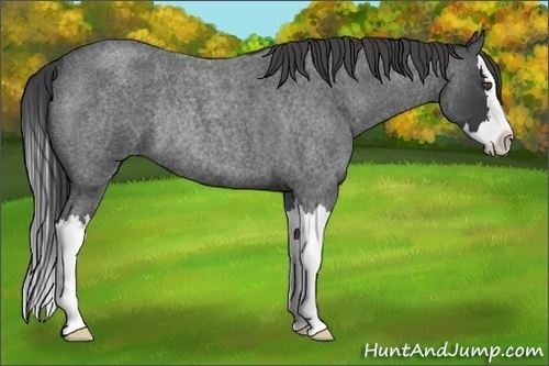 Horse Color:Smoky Blue Roan Splash Rabicano 