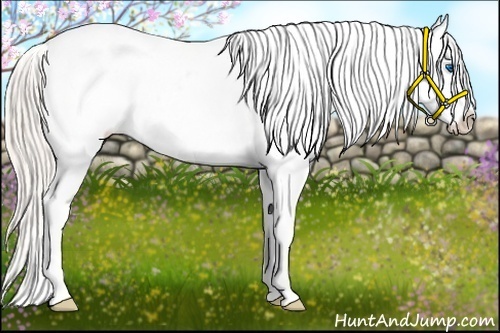 Horse Color:White Spotted Silver Bay Splash Appaloosa 