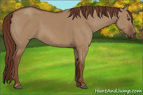 Horse Color:Red Dun 