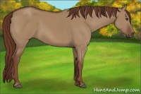 Horse Color:Red Dun 