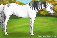 Horse Color:Black Sabino Splash Frame 