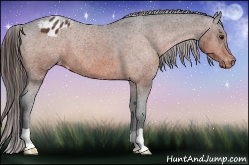 Horse Color:Bay Appaloosa 