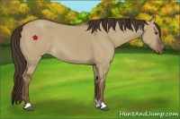 Horse Color:Liver Red Dun 