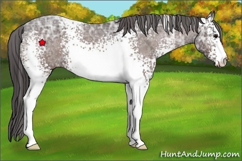 Horse Color:White Spotted Bay Ice Appaloosa 
