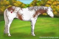 Horse Color:White Spotted Silver Bay 