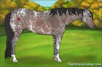 Horse Color:Bay Ice Rabicano 