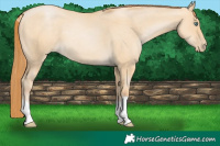 Horse Color:Smoky Grullo Pearl 