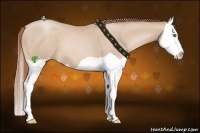 Horse Color:Smoky Black Pearl Splash 