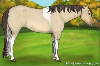 Horse Color:Buckskin Roan Dun Tobiano  Brindle