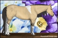 Horse Color:Buckskin Roan Dun Tobiano  Brindle