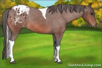 Horse Color:Bay Tobiano Appaloosa Rabicano