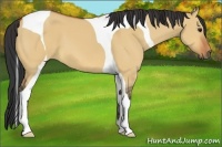Horse Color:Bay Dun Tobiano