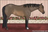 Horse Color:Brown Dun 