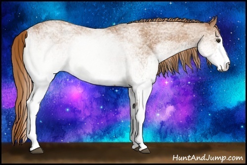 Horse Color:White Spotted Chestnut 