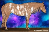 Horse Color:White Spotted Chestnut  Brindle