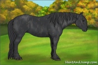 Horse Color:Black  Brindle