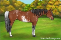 Horse Color:White Spotted Bay  and White Spotted Bay 