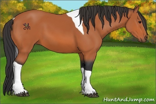 Horse Color:Bay Tobiano 