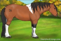 Horse Color:Bay Tobiano 