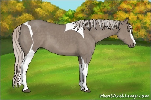 Horse Color:Silver Grullo Sabino Tobiano 