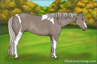 Horse Color:Silver Grullo Sabino Tobiano