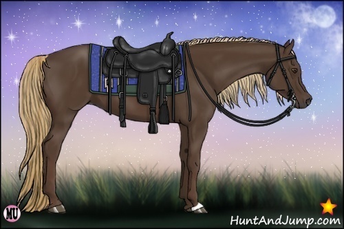 Horse Color:Liver Chestnut 