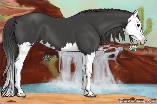 Horse Color:Smoky Black Splash
