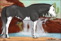 Horse Color:Smoky Black Splash