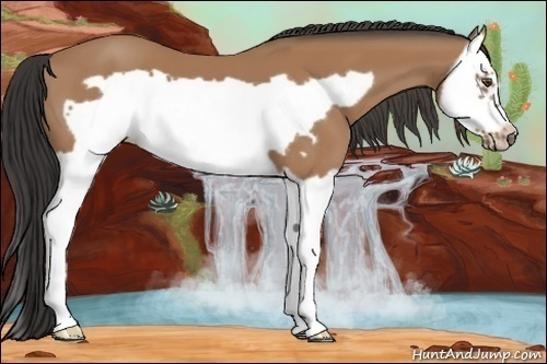 Horse Color:Buckskin Splash Frame