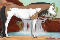 Horse Color:Buckskin Splash Frame 