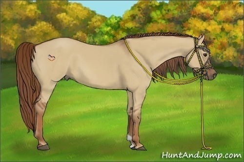 Horse Color:Red Dun