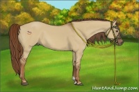 Horse Color:Red Dun