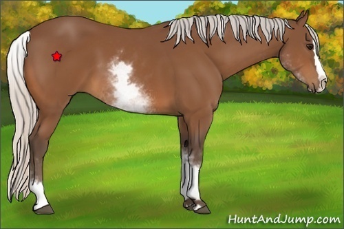 Horse Color:White Spotted Silver Bay Splash 
