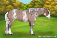 Horse Color:White Spotted Silver Bay Roan Splash