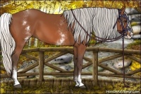 Horse Color:White Spotted Silver Bay Splash 