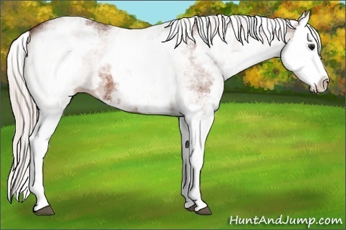 Horse Color:White Spotted Silver Bay Splash 