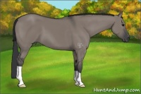 Horse Color:Grullo 