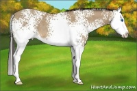 Horse Color:White Spotted Sable Cream Champagne Splash 