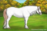 Horse Color:Amber Champagne Appaloosa 