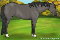 Horse Color:Grullo 